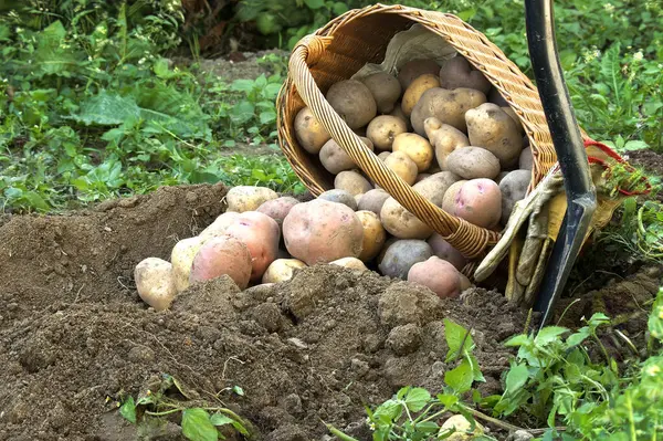 Taze kazılmış çok renkli patatesler farklı boylarda ve renklerde hasır sepetle kaplı toprakla kaplıdır. Açık hava kırsal teması