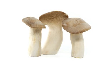 Pleurotus eryngii mantarı beyaz arka planda izole edilmiş, ayrıca kral trompet mantarı olarak da bilinir, Fransız boynuz mantarı, eryngi, kral istiridye mantarı, kral kahverengi mantar.