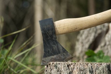 Kesilmiş bir ormanın arka planındaki ağaç kütüğüne saplanmış bir balta ya da balta. Doğa koruma, ormanların tahrip edilmesi veya orman temizliği