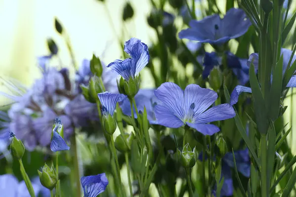 Bloeiende Vlasplant Wazige Achtergrond Mooie Blauwe Vlasbloem Selectieve Focus — Stockfoto
