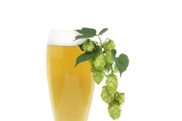 Copo Cerveja Com Cones Lúpulo Ramo Close Isolado Fundo Branco — Fotografia de Stock