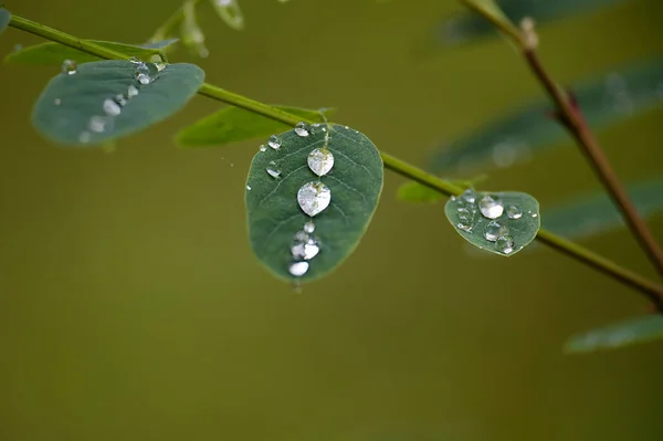 이슬이나 비에서 가까운 물방울은 표면에 세심하게 휴식하고 식물과 사이의 섬세한 — 스톡 사진