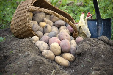 Yakın zamanda hasat edilen patateslerin boyutları ve renkleri değişti. Toprak, hasır sepet ve kürekle kaplandı. Açık hava kırsal teması