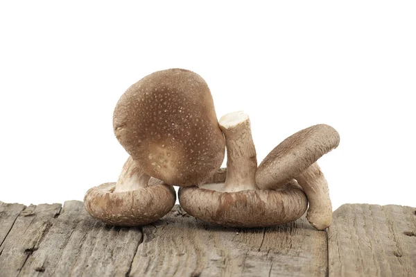 Shiitake Mushrooms Aged Wood Surface Front White Background Lentinula Edodes — Stock Photo, Image