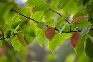 Sonbahar mevsiminde açık havada bitki yaşamının doğal güzelliğini kapsıyor.