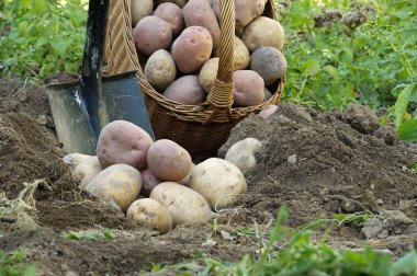 Taze kazılmış çok renkli patatesler gevşek toprakta bir maça yanında hasır sepetten dökülüyor.