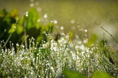 Tarlada çimenlerin üzerine su damlacıkları saçılmış. Yüzeyde parlayan çimen yaprakları. Su damlacıkları tarlanın çevresini yansıtıyor.