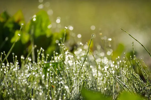 Tarlada çimenlerin üzerine su damlacıkları saçılmış. Yüzeyde parlayan çimen yaprakları. Su damlacıkları tarlanın çevresini yansıtıyor.