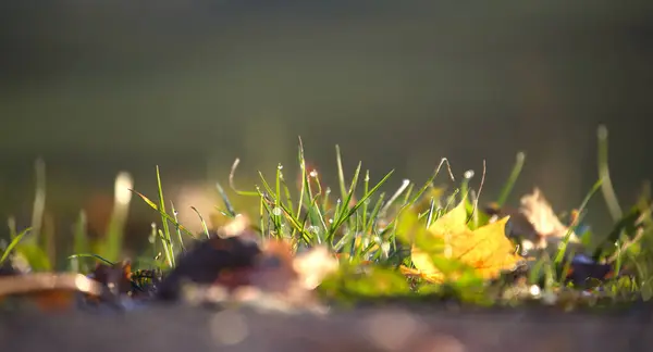 Close up view of the natural world focusing on a patch of grass and leaves that vividly conveys the essence of autumn when leaves start to scatter on the ground