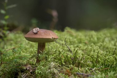 Pine Bolete 'nin düşük açılı görüntüsü veya ormanda yemyeşil yosunlarda yetişen körfez mantarı.