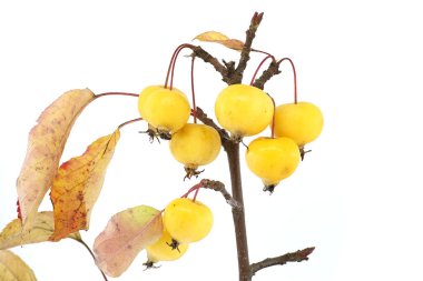 Beyaz arka planda izole edilmiş daldaki olgun yaban elmaları. Malus sylvestris, Avrupa yaban elması, Avrupa yaban elması veya basitçe yaban elması