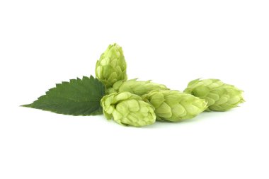 Fresh green hops cones in close up isolated on white background, full depth of field. Humulus lupulus seed cones, beer ingredients, herbal natural medicine clipart