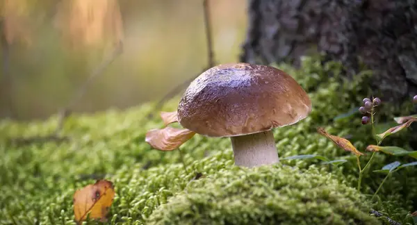 Penny Bun or Boletus edulis, Cep mushroom growing in the woods surrounded by moss, background consists of trees and other vegetation, edible and can be used as medicinal mushrooms as well