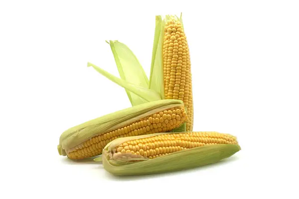Fresh raw maize or corn on the cob with leaves isolated on white background, low angle view