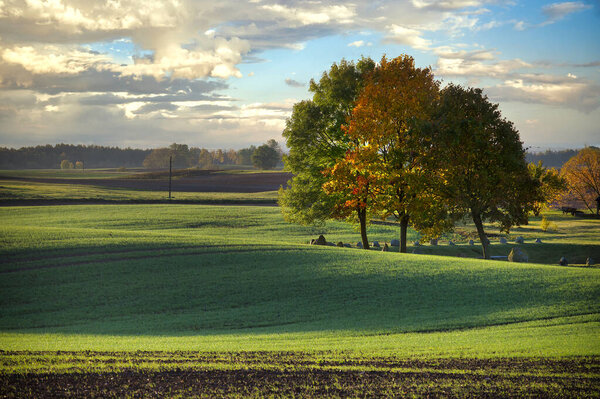Picturesque outdoor scene in a wide, open field and group of trees their leaves exhibiting a mix of yellow and green hues indicative of the onset of autumn