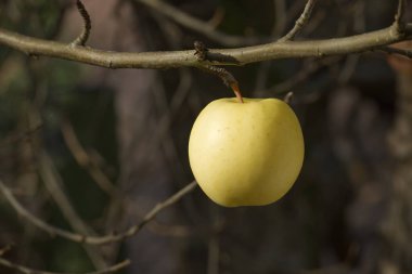 Resmin ana odak noktası, bereketli ve sağlığın sembolü olan, bir ağaç dalından sarkan, mevsimlerin, sonbaharın, meyvelerin olgunlaştığı sonbaharın değişimindeki renk karşıtlığı ipuçlarıdır.