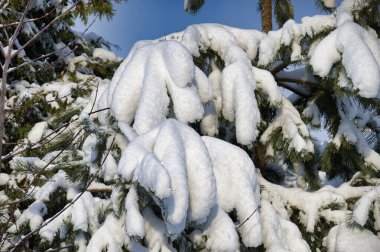 Spruce aile ağaçları yeni yağmış kar tabakasıyla kaplanmış. Karlı bir manzaranın muhteşem manzarası. Kışın sakin ve huzurlu tarafını hatırlatıyor.