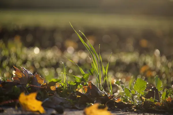 Close up view of the natural world focusing on a patch of grass and leaves that vividly conveys the essence of autumn when leaves start to scatter on the ground