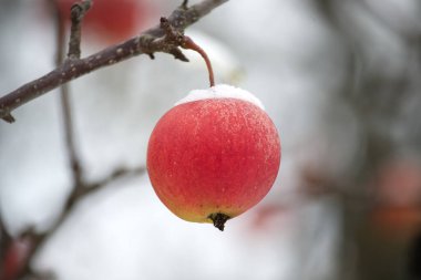 Sakin kış sahnesi ince bir kar tabakasıyla kaplı kırmızı bir elmaya odaklanmış, bir ağaç dalına asılı.