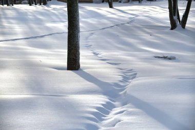 Sakin ve sakin bir kış sahnesi, zemini kaplayan ve ağaçları çevreleyen derin bir kar tabakasıyla, bazı ağaçlara doğru giden izlerin izi sürülüyor.