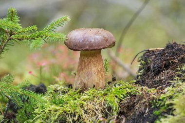 Boletus pinophilus mantarına yakın bir yerde. Boletus pinophilus mantarı olarak da bilinir. Bolete ya da pinewood king bolete olarak da bilinir.