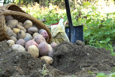 Taze kazılmış çok renkli patatesler gevşek toprakta bir maça yanında hasır sepetten dökülüyor.