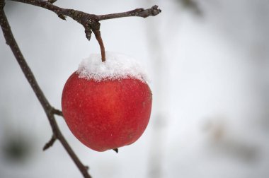 Sakin kış sahnesi ince bir kar tabakasıyla kaplı kırmızı bir elmaya odaklanmış, bir ağaç dalına asılı.