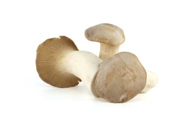 Pleurotus eryngii mantarı beyaz arka planda izole edilmiş, ayrıca kral trompet mantarı olarak da bilinir, Fransız boynuz mantarı, eryngi, kral istiridye mantarı, kral kahverengi mantar.