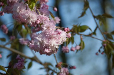 Mavi gökyüzünün arka planına karşı pembe sakura çiçekleri. Sakura çiçekli güzel doğa sahnesi