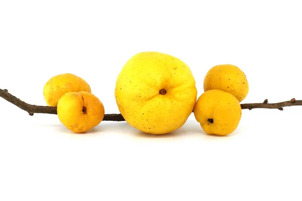 Bright golden-yellow quince fruits isolated on white background, full depth of field, Chaenomeles japonica or Japanese quince