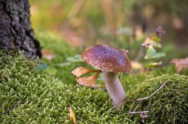 Boletus edulis, Cep ya da penny çöreği mantarı ormanda yetişen yosun, yenilebilir ve aynı zamanda tıbbi mantar olarak da kullanılabilir.