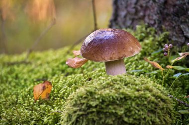 Boletus edulis, Cep ya da penny çöreği mantarı ormanda yetişen yosun, yenilebilir ve aynı zamanda tıbbi mantar olarak da kullanılabilir.
