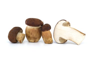 Pine bolete, Boletus pinophilus ya da pinewood king bolete beyaz arka planda izole edilmiş, tam derinlikte.