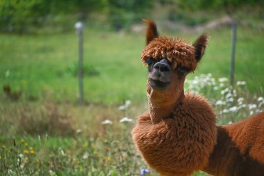 Alpaca doğrudan kameraya bakıyor. Yüzünde tuhaf bir ifade var. Sahneye neşeli bir dokunuş yapıyor.