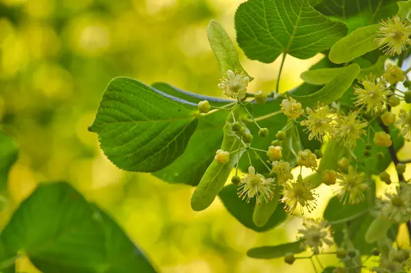 Linden tree branch adorned with small yellow flowers and surrounded by large green leaves, linden flowers exhibit varying stages of bloom with some petals open and others yet to unfurl