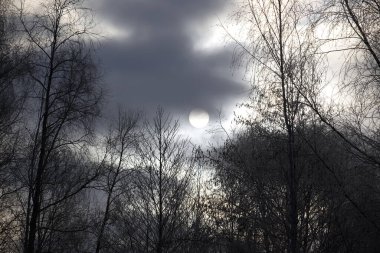 Dolunay bulutlu gökyüzünde, sarmaş dolaş dallarla çevrili ağaçlarla çevrili. Ayın aydınlığı, ağaçların karanlık siluetleriyle keskin bir tezat oluşturuyor.