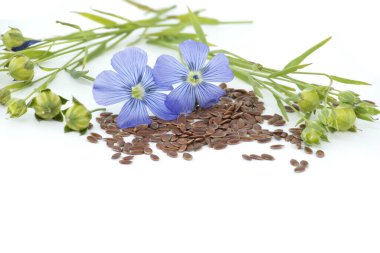 Keten çiçeği ve keten tohumu tohumları beyaz arka planda izole edilmiş keten meyveli yuvarlak kapsüller.