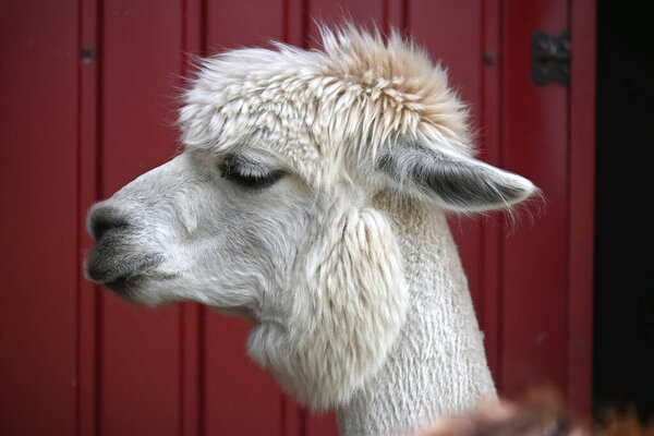 White alpaca with a thick, fluffy coat and a pronounced hairstyle, its eyes are slightly closed, and it appears to be looking into the distance