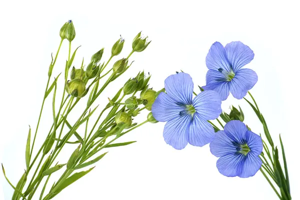 Close Van Een Levendige Mooie Blauwe Vlas Bloemen Planten Geïsoleerd Rechtenvrije Stockafbeeldingen