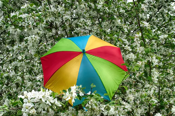 Rainbow umbrella among flowering apple white blossoms, concept of variety colors of flowering flowers
