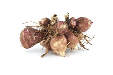 Beyaz arka planda izole edilmiş kökleri olan Kudüs enginarları (Helianthus tuberosus). Güneş tutulması, yabani ayçiçeği ya da topinambur