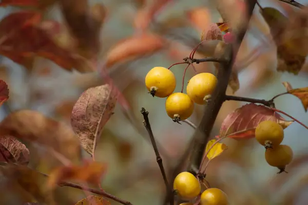 Close-up of crab apple on an autumn day surrounded by vibrant yellow and brown leaves. Malus sylvestris, crab apple, or European wild apple