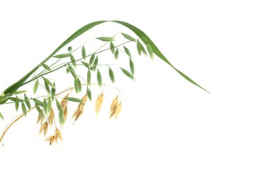 Oat plant branch with ready to harvest oats grains isolated on white background. Common oat or Avena sativa