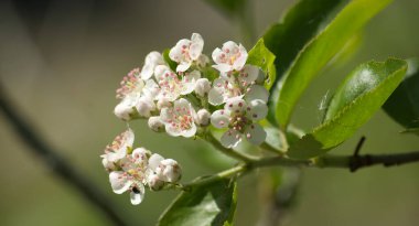 Açan Aronia melanocarpa, yakın plan. Siyah böğürtlenli beyaz çiçekler, yeşil yapraklı Aronya çiçekleri.