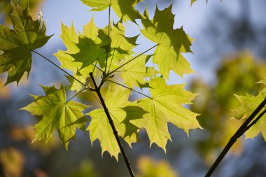 Tree branch with green yellow leaves accentuated by the light shining through, set against a softly blurred blue sky backdrop clipart