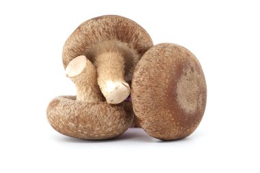 Raw shiitake mushrooms, known for their nutritional and medicinal properties, isolated on a white background, scientifically referred to as Lentinula edodes clipart