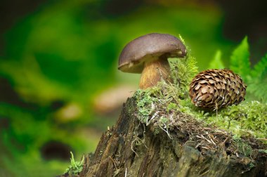 Vahşi Imleria badia (Boletus badius) mantarı ormandaki ağaç kütüğünde yetişir, alçak açılı görüşte. Bolete Körfezi