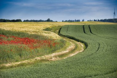Yeşil tarlaların, sallanan ekinlerin ve parçalı bulutlu bir gökyüzünün altında kırmızı gelincik çiçeklerinin bulunduğu güzel kırsal alan..
