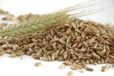 Detailed closeup image of rye grains perfect for natural food, agriculture and organic farming concepts clipart