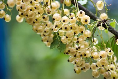Dallardan sarkan, yemyeşil yaprakların arasından sarkan beyaz kuş üzümlerinin detaylı görüntüleri. Güneş ışığı, böğürtlenlerin narin dokusunu ve narin görünümünü vurgular.